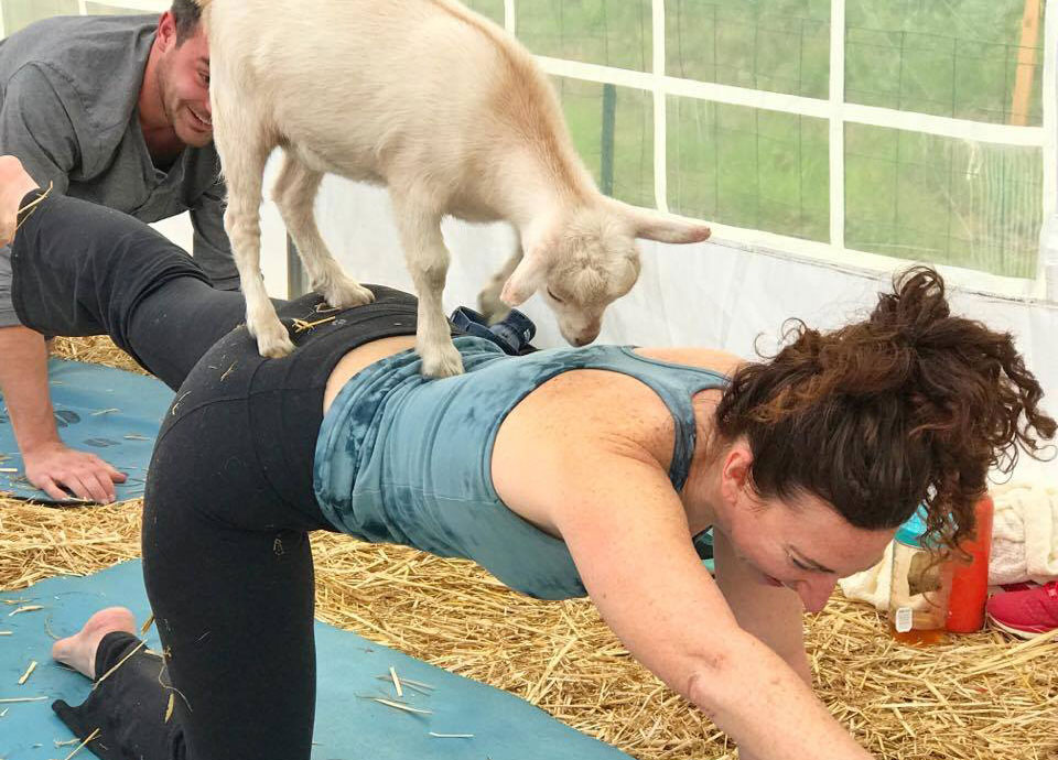 Goat Yoga