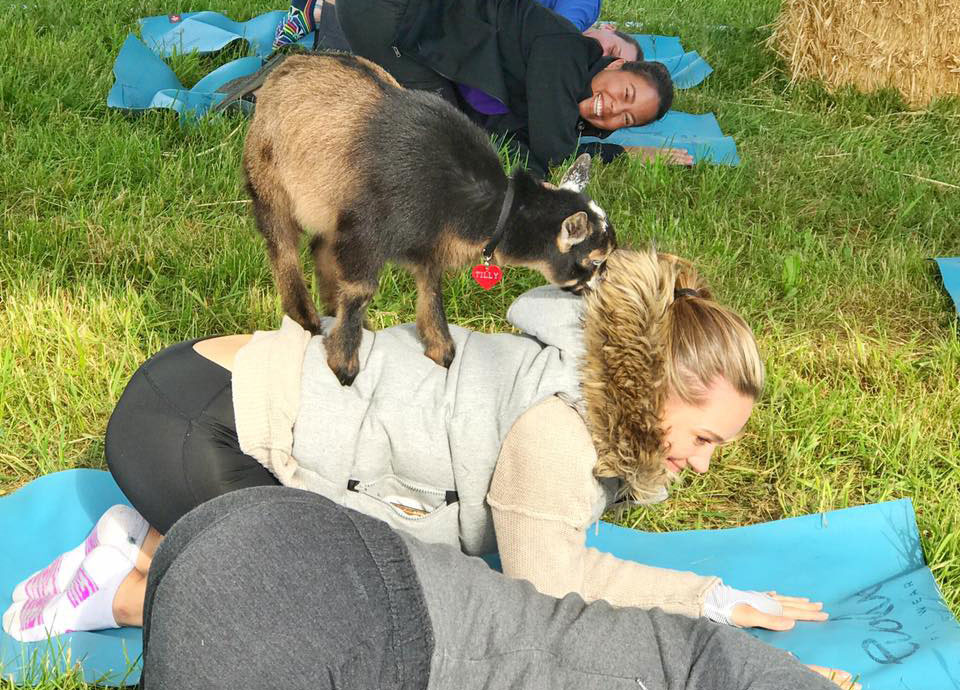 Goat Yoga