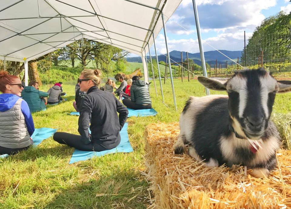 Goat Yoga